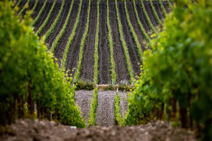 Vigneti-Azienda-Agricola-G.Milazzo-min-scaled